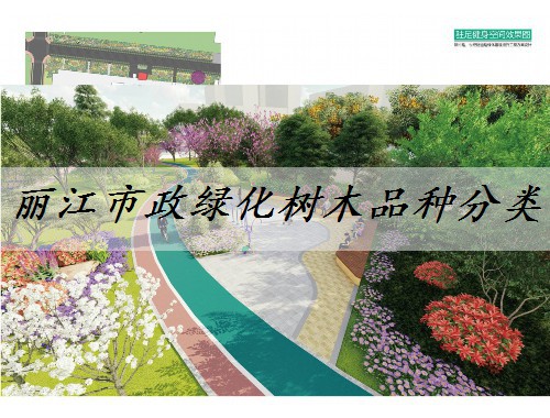 麗江市政綠化樹木品種分類