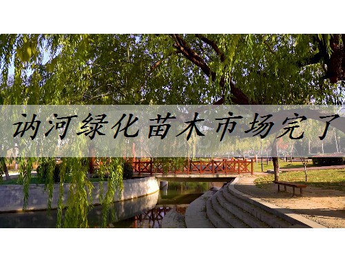訥河綠化苗木市場完了