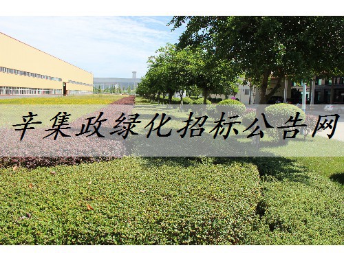 辛集政綠化招標公告網