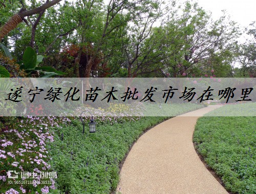 遂寧綠化苗木批發市場在哪里
