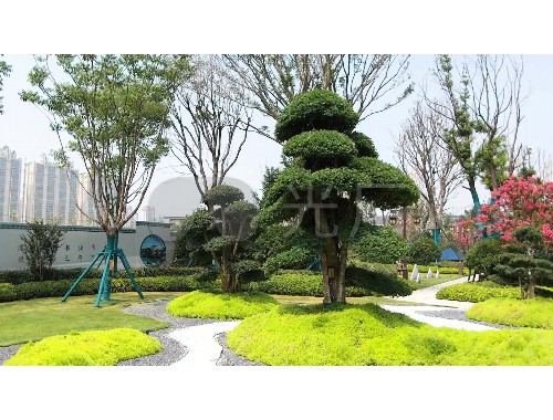 泰州森柏綠化工程