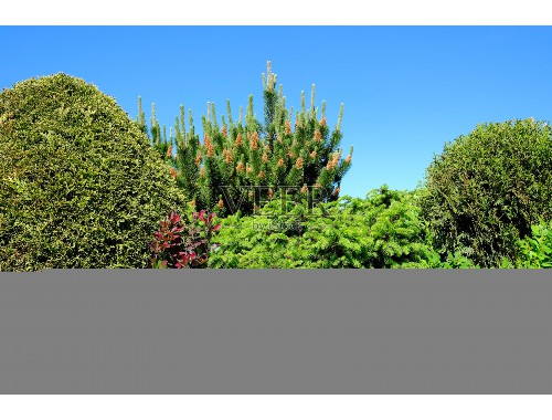 津市附近哪里有綠化草坪賣場