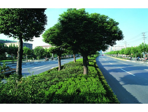 泰興市曾濤路綠化工程招標