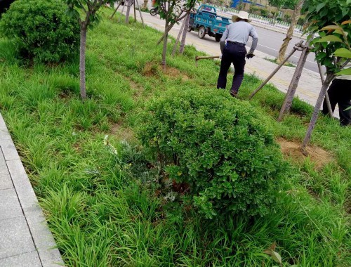 泉州綠化和市容局副局長