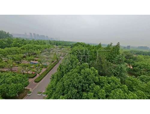 沙河綠化苗木花卉市場在哪里