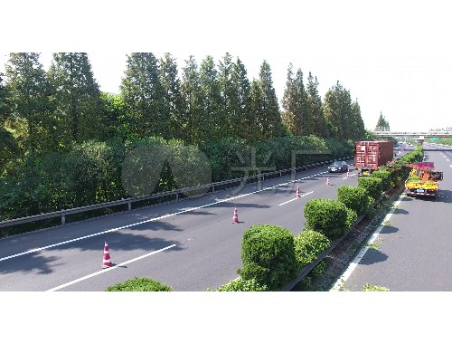 汝州常州綠化樹苗批發市場