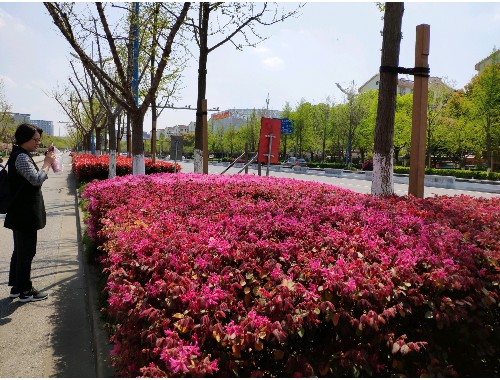 思茅園林綠化賠償標準
