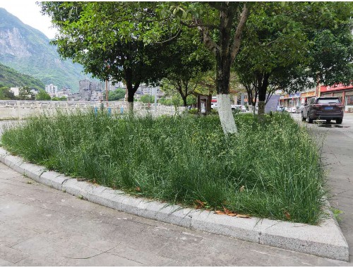 新沂城市綠化包括哪些內容