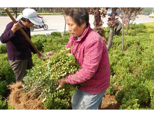 云南宗成園林綠化工程公司